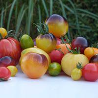 En saison decouvrez notre collection de tomates anciennes