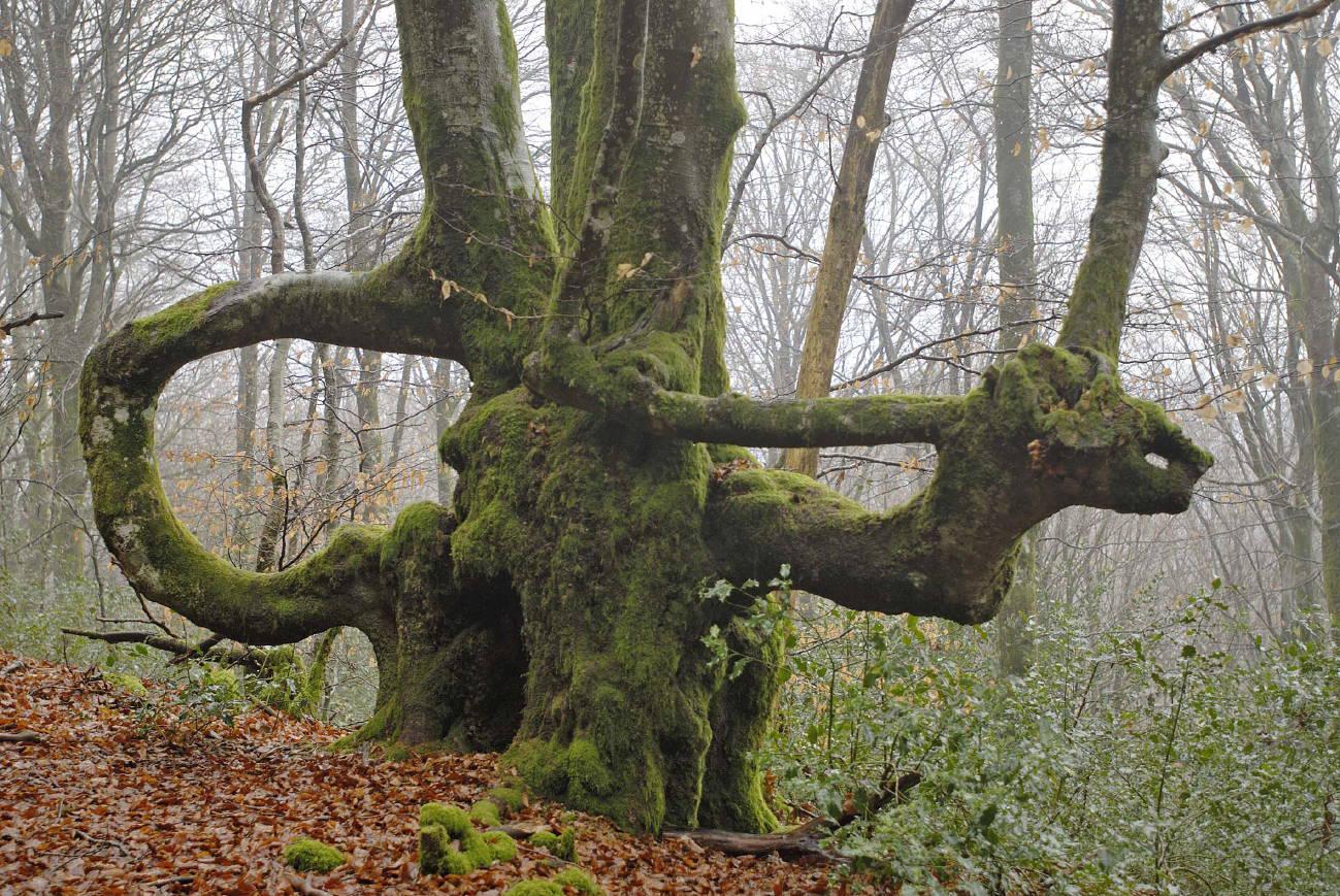 Une des nombreuses 'queules' du mont Beuvray