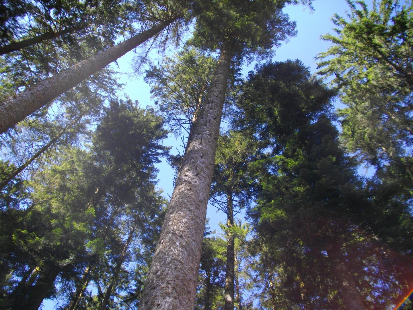 entrez dans nos vastes forêts de feuillus et de résineux